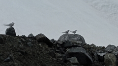 Sterna vittata gaini