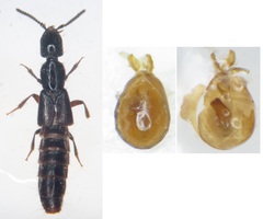 Gyrohypnus fracticornis