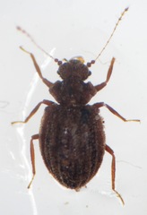Dasycerus sulcatus