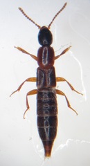 Othius angustus