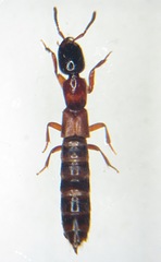 Xantholinus tricolor
