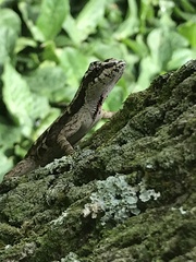 Anolis lemurinus