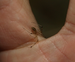 Thwaitesia nigronodosa