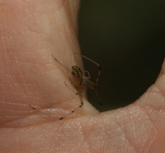 Thwaitesia nigronodosa