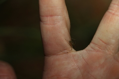 Thwaitesia nigronodosa