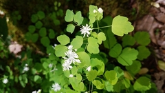 Thalictrum clavatum