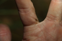Thwaitesia nigronodosa