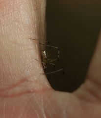 Thwaitesia nigronodosa