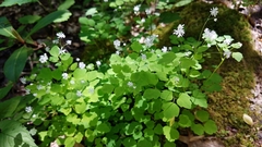 Thalictrum clavatum