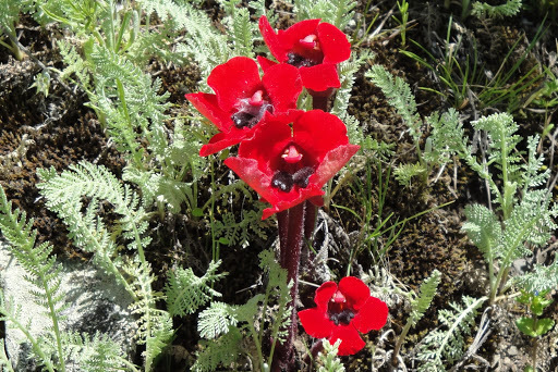 Phelypaea