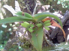 Vandoideae
