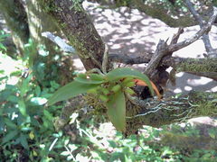 Vandoideae