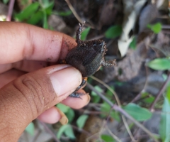 Elachistocleis pearsei