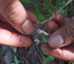 Elachistocleis pearsei