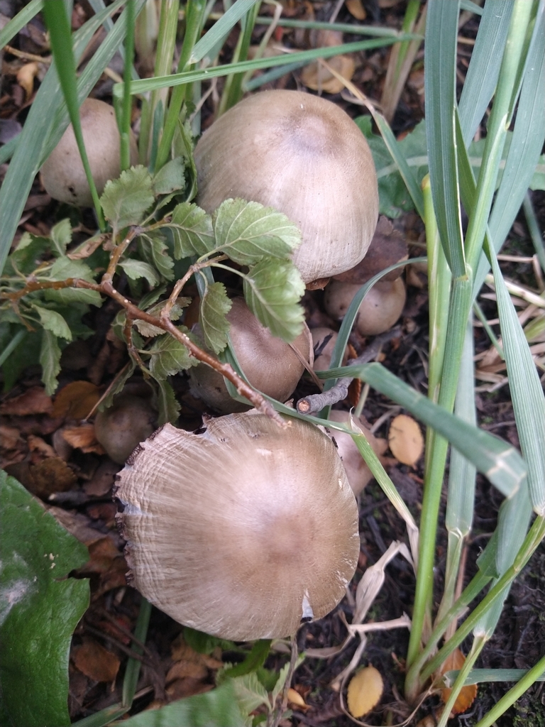 Coprinopsis atramentaria · February 2022 · photo: © pablo_jusim (iNaturalist, cc-by)