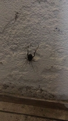 Acanthopachylus aculeatus