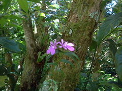 Epidendrum centropetalum