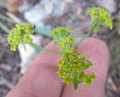 Bupleurum americanum