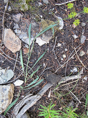 Bupleurum americanum