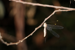 Suhpalacsa subtrahens