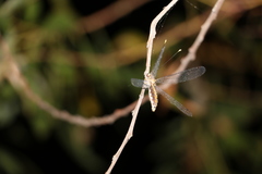 Suhpalacsa subtrahens