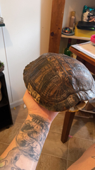 Trachemys scripta