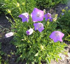 Campanula carpatica