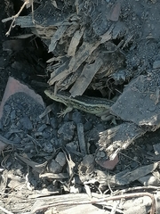 Liolaemus chiliensis