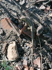 Liolaemus chiliensis