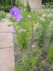 Campanula baumgartenii