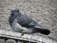 Columba livia domestica