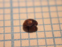 Scymnus subvillosus