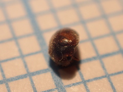 Scymnus subvillosus
