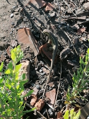 Liolaemus chiliensis