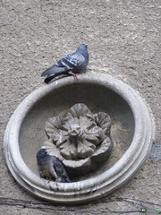 Columba livia domestica