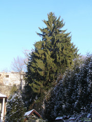 Picea abies