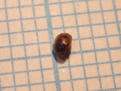 Scymnus subvillosus