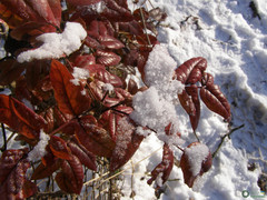 Berberis aquifolium
