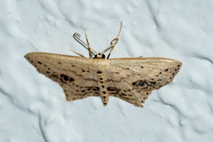 Scopula cacuminaria