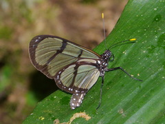 Methona confusa psamathe