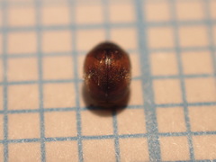 Scymnus subvillosus