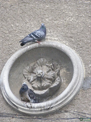 Columba livia domestica