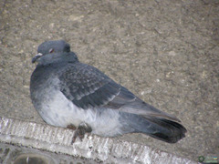 Columba livia domestica