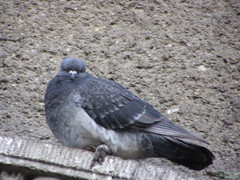 Columba livia domestica