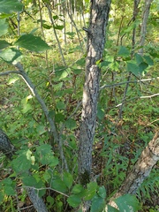 Crataegus chrysocarpa phoeniceoides