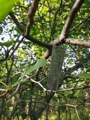 Crataegus chrysocarpa phoeniceoides