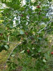 Crataegus chrysocarpa phoeniceoides