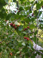 Crataegus chrysocarpa phoeniceoides