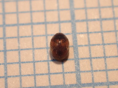 Scymnus subvillosus