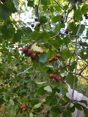 Crataegus chrysocarpa phoeniceoides